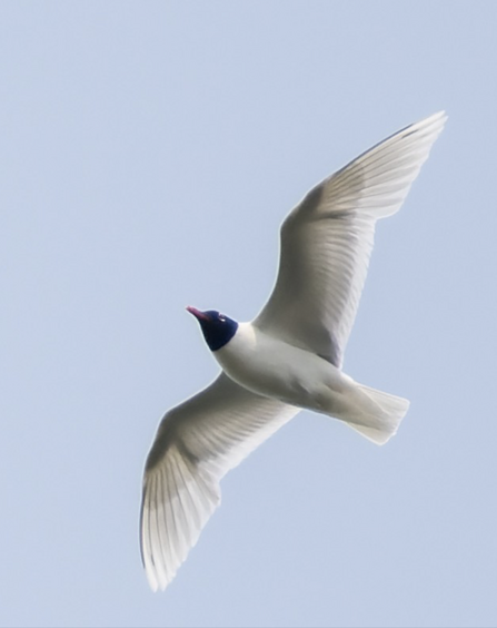 A mediterranean gull swoops through the air