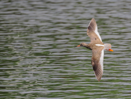 a red shank swoops across the water 
