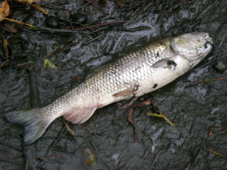 a dead fish amongst mud