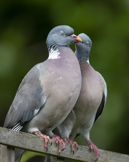 a pair of pigeons with pale purple chest and dark grey head, close their eyes and peck at each others beaks
