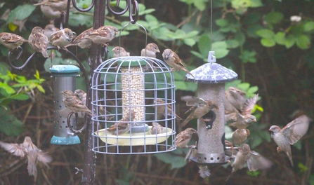 A flock of house sparrows eating from and perched on a bird feeder
