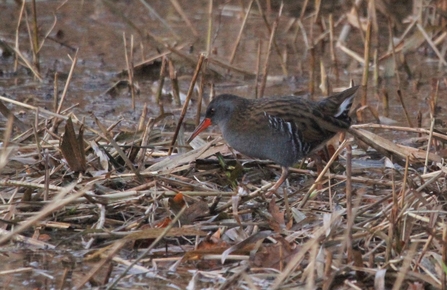 a small black bird with a long red beak stood amongst dried reeds
