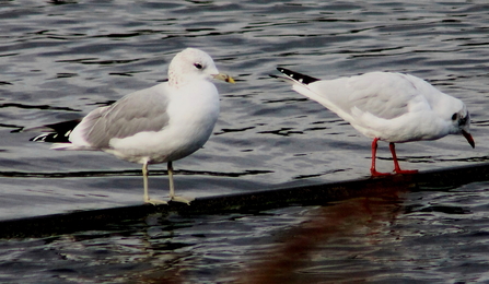 Two gulls with white bodies and black tipped tails stand in shallow water