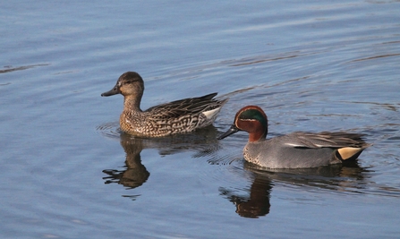 a male and female teal swim next to each other on the water,  the male has a dark head a tan and grey body whilst the female is a pale brown speckled colour