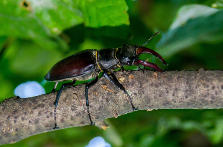 Stag Beetle on branch