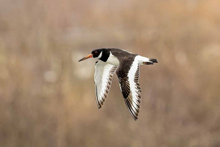 an oyster catcher with white striped wings and large pointed orange beak flys through the sky