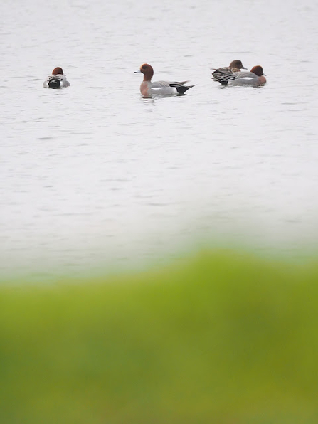four wigeon float atop the water, they have pale grey bodies, black head and tail