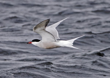 A common tern with a black head swoops above water