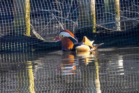 a drake mandarin with a orange head, white striping and pink beak swimming in water
