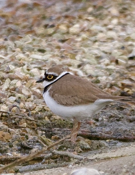 a little ringed plover with a black ring around its neck stands in the water on a shoreline
