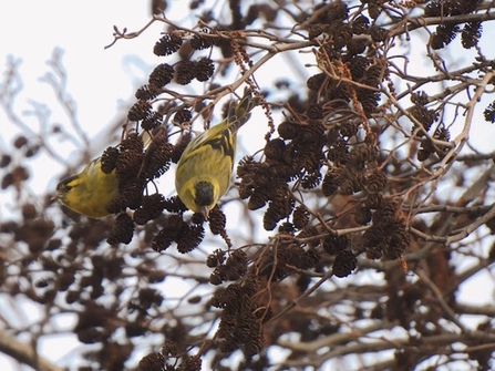 two siskin sat in a tree amongst tiny cones