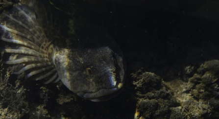 A bullhead fish under water