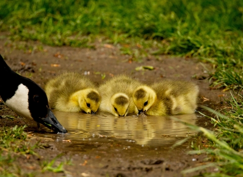 Canada goose drinking from a pond with three goslings