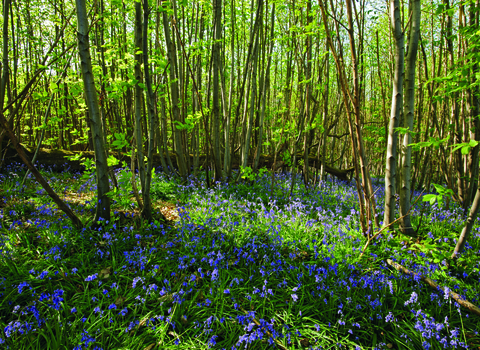 A sunny woodland with thin tree trunks and bluebells