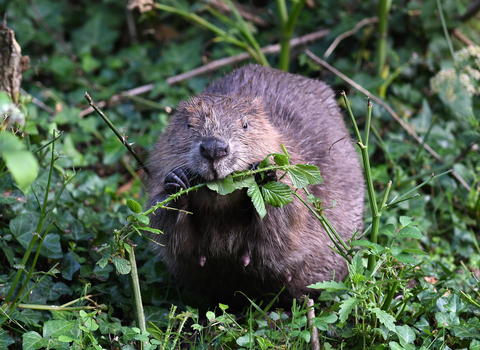 A beaver sat amongst vegetation with a bramble in its mouth