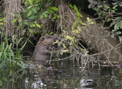 a beaver sat in a body of water holding a branch in its mouth, surrounded by vegetation