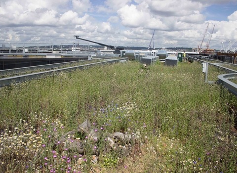Vegetation growing on the top of a urban roof