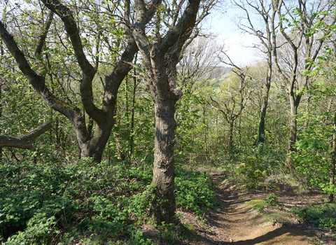 Woodland trees with a path running through
