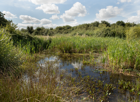 Wetland area at Gutteridge Wood with reeds around the water and trees in the background
