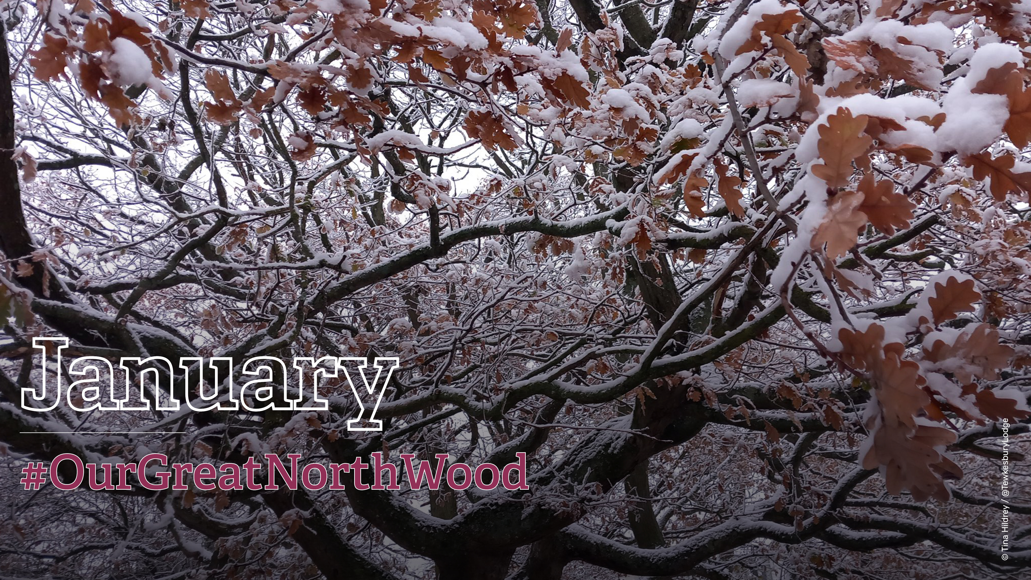 January winner of the Great North Wood photography competition - Tina Hildrey, @TewkesburyLodge