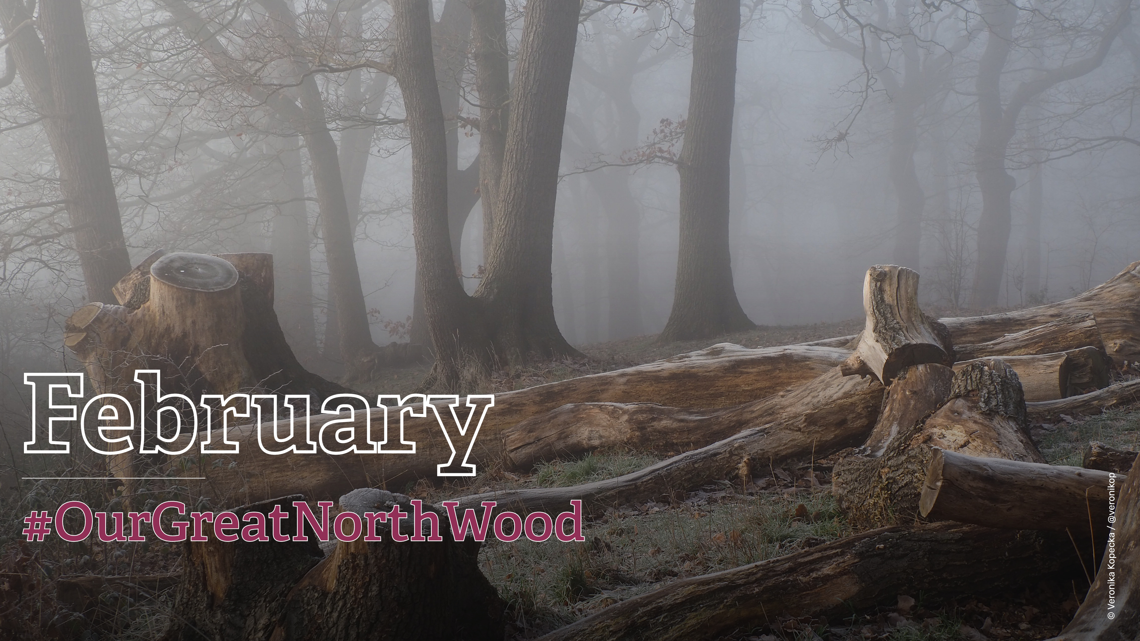 Great North Wood - February