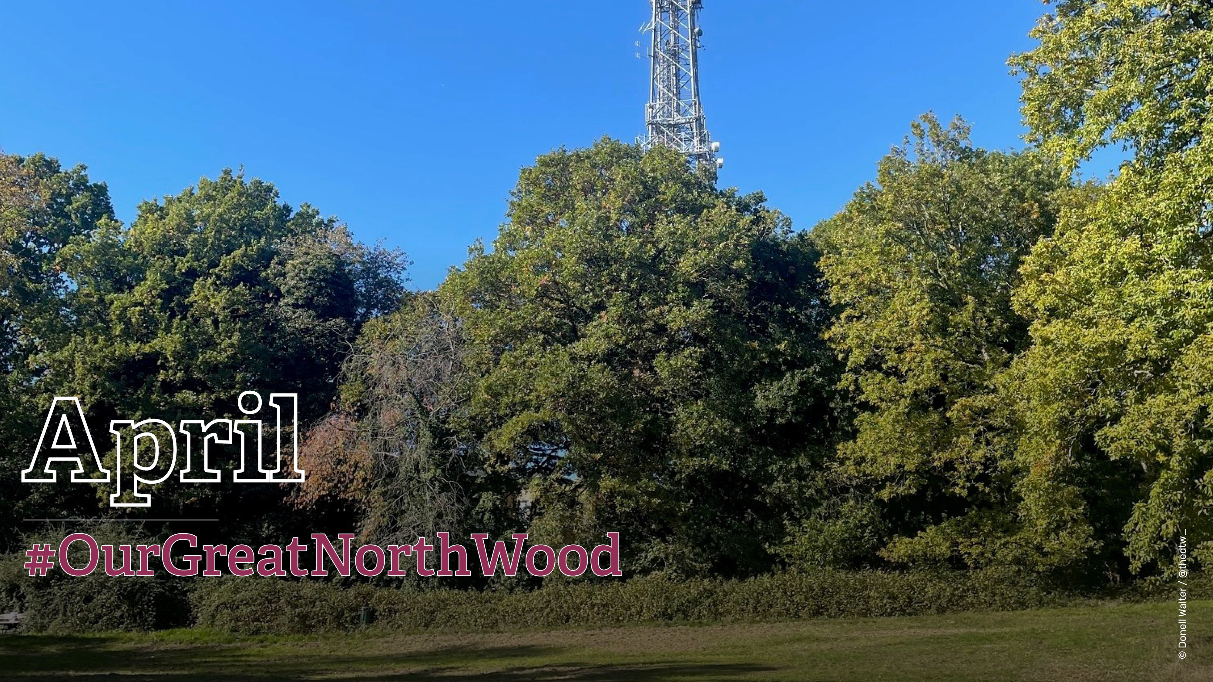 Great North Wood - April