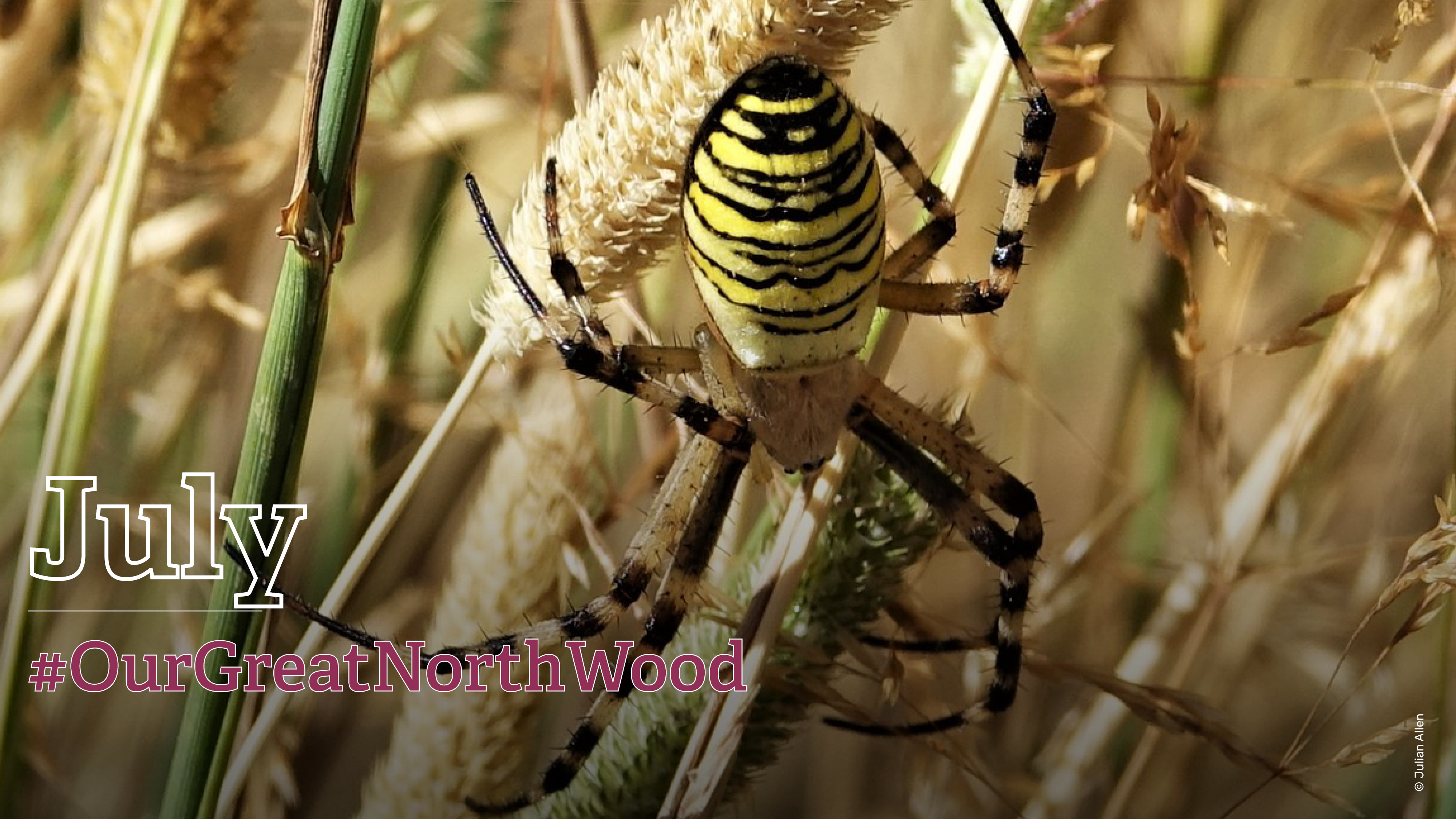 Female wasp spider calendar