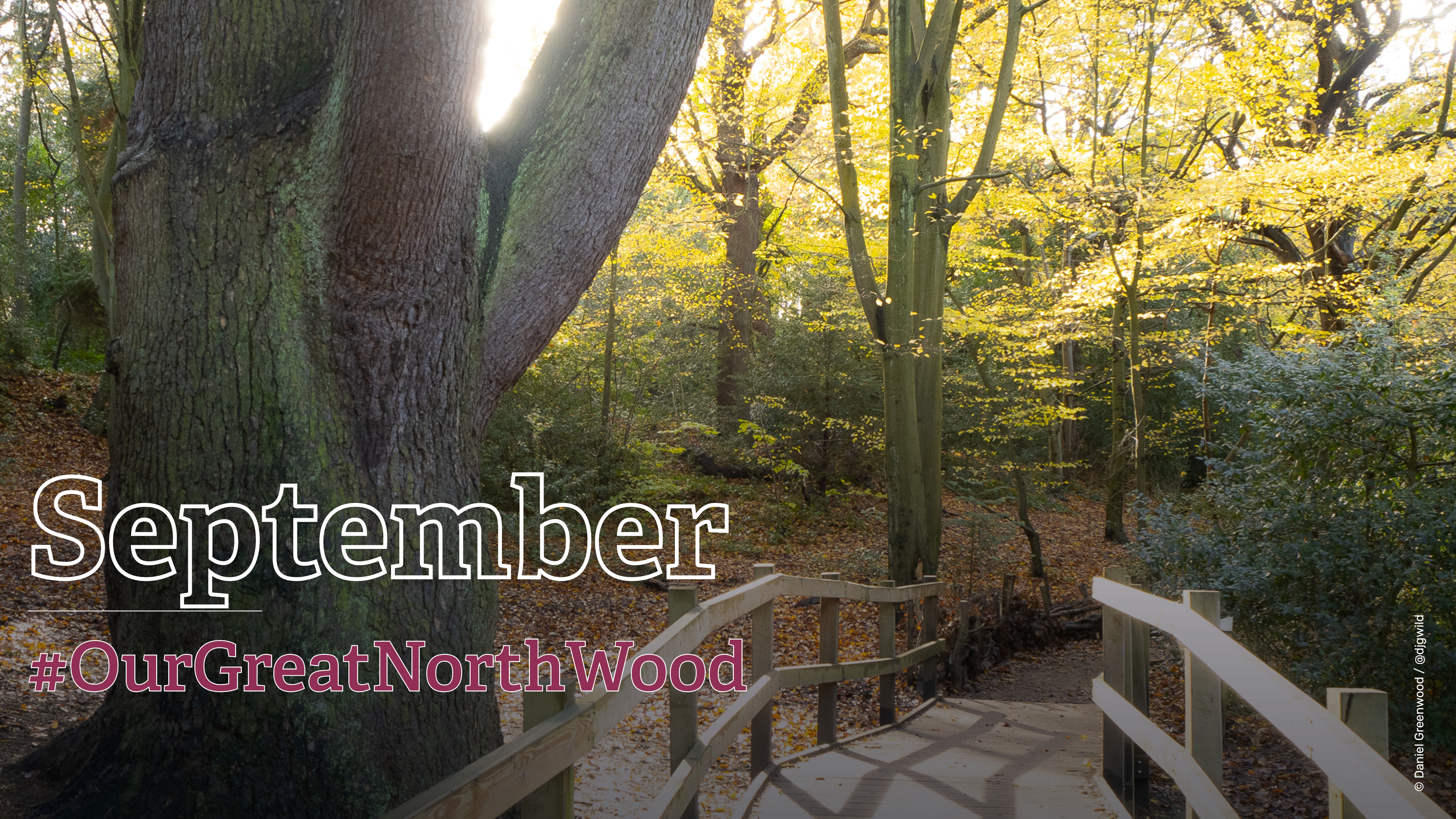Great North Wood - September