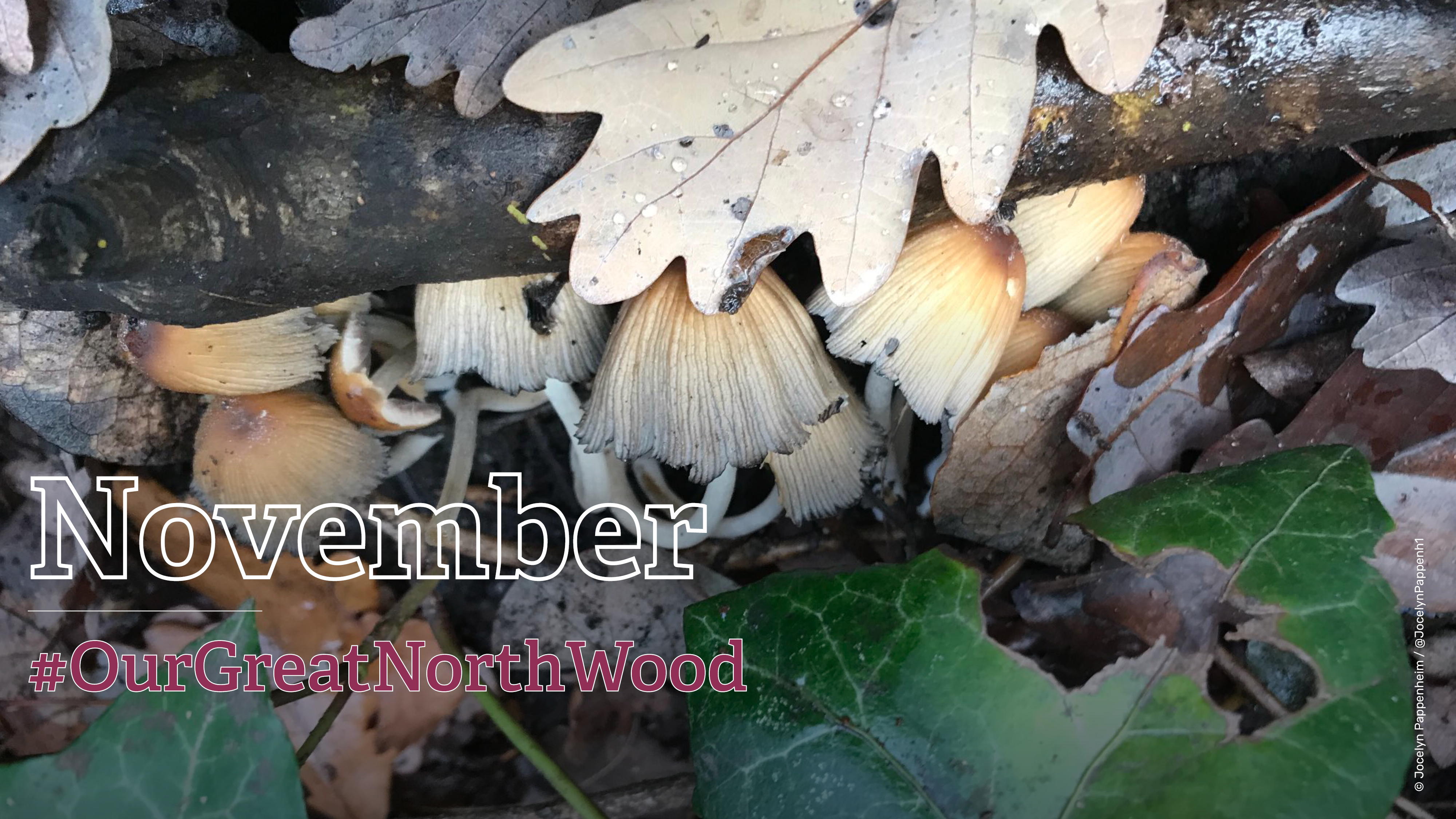 Great North Wood - November