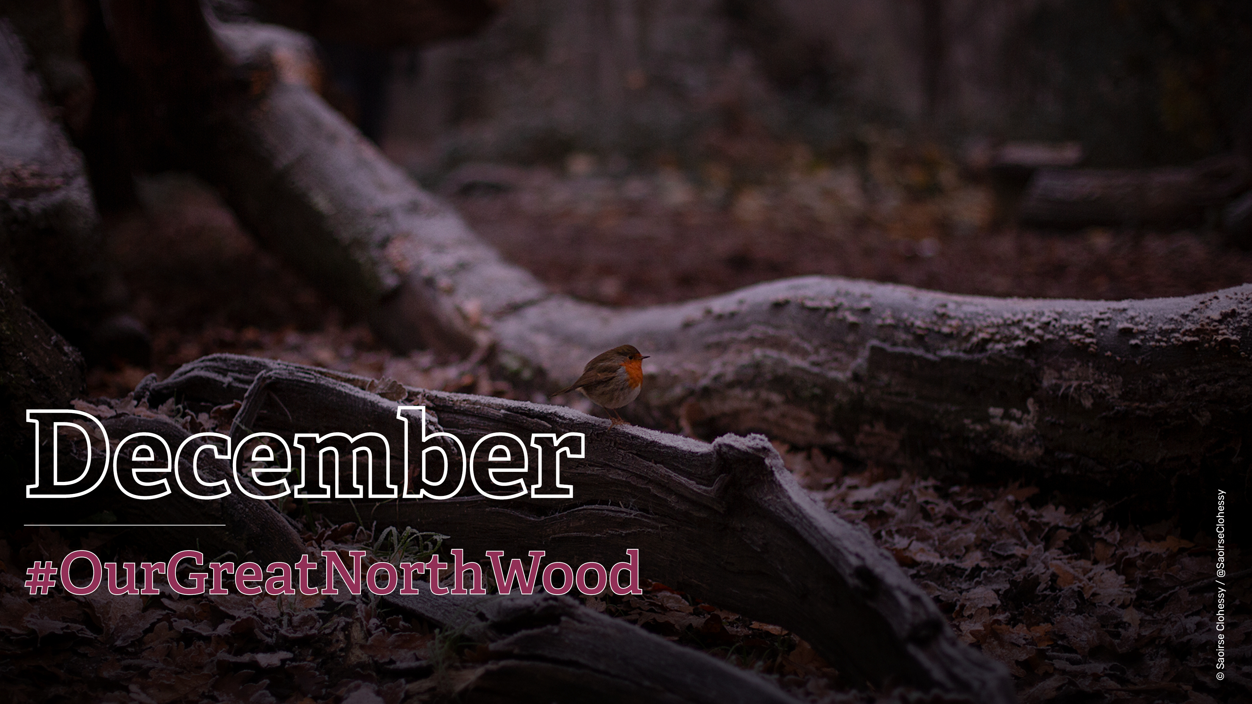 Great North Wood - December