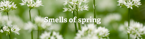 Smells of spring on a background of white wild garlic flowers
