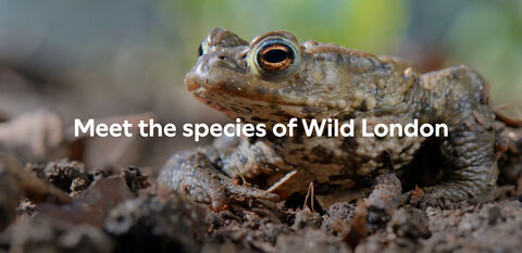 A common toad, text reads: Meet the species of Wild London