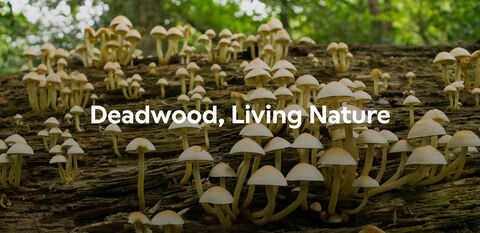 Deadwood, Living Nature