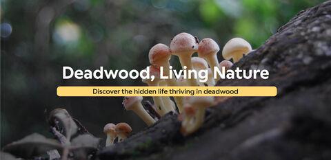 Deadwood, Living Nature Discover the hidden life thriving in deadwood