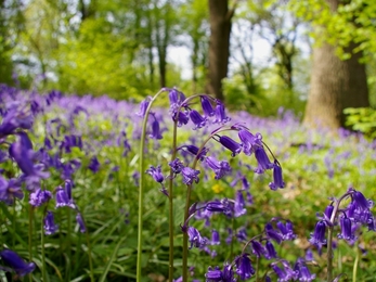 Bluebells at threecorner grove