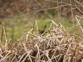 Cetti's warbler perched on dead foliage