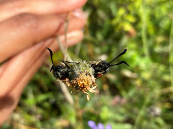 Two six-spot burnets mating