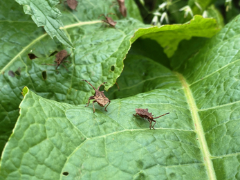 Dock bug