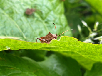 Dock bug