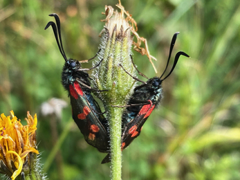 Two six spotted burnet moths