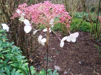 Coombe Wood Gardens 