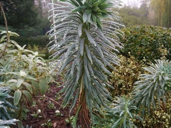 Coombe Wood Gardens 