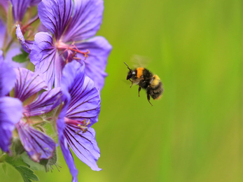 Early bumblebee