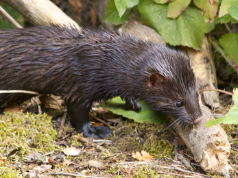 An American mink standing on a canal bank, sniffing a branch