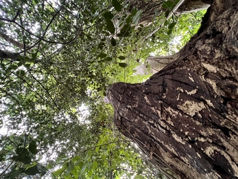 A textured tree trunk extends into the skyline surrounded by branches with leaves