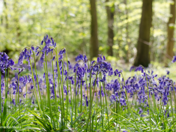 A carpet of bluebells amongst a brightly lit woodland area