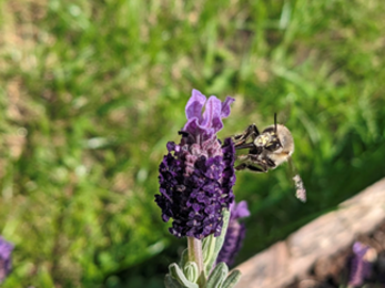 A shrill carder bee sat atop a sprig of lavender