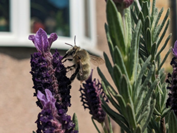A shrill carder bee sat atop a sprig of lavender