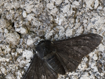 A black peppered moth