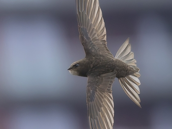 A swift with its grey wings outspread swoops through the sky 